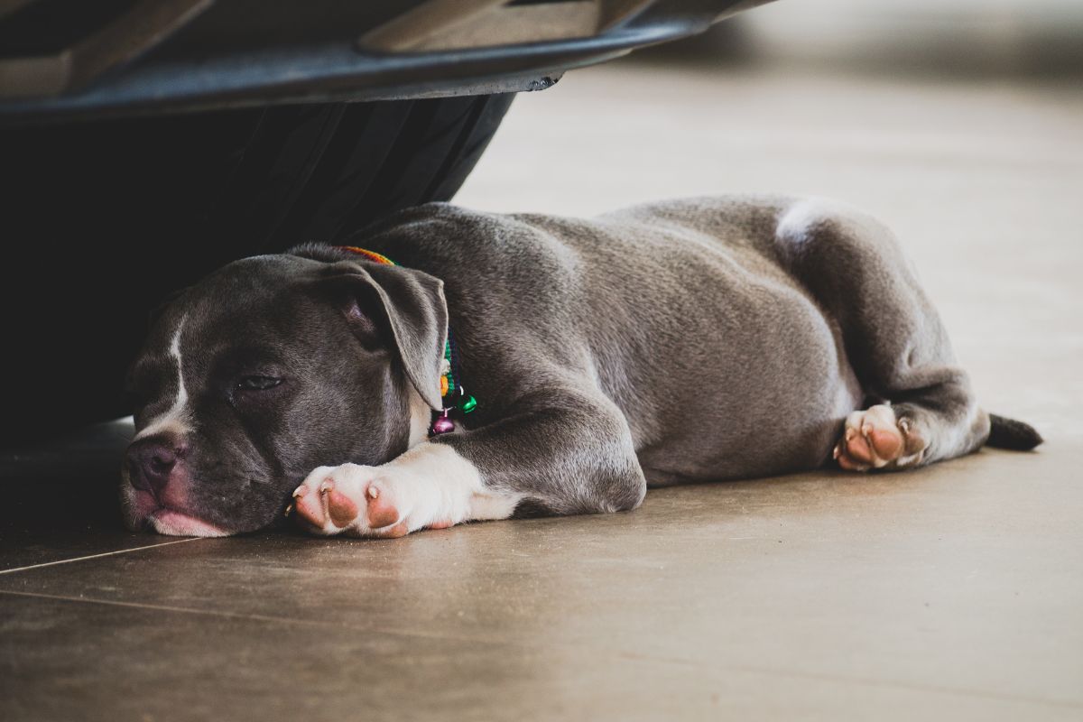 How Can You Spot Social Anxiety In A Pitbull?