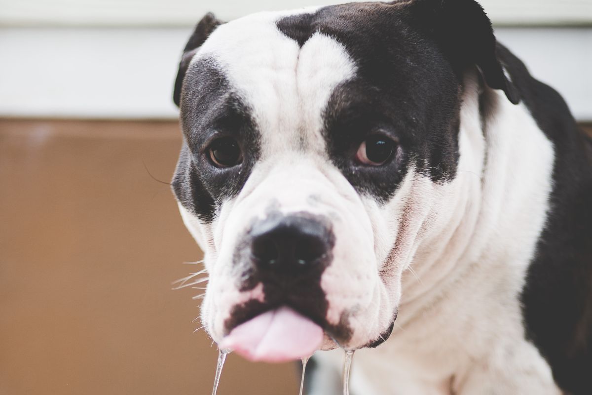 What Health Issues Does An American Bully Suffer From?