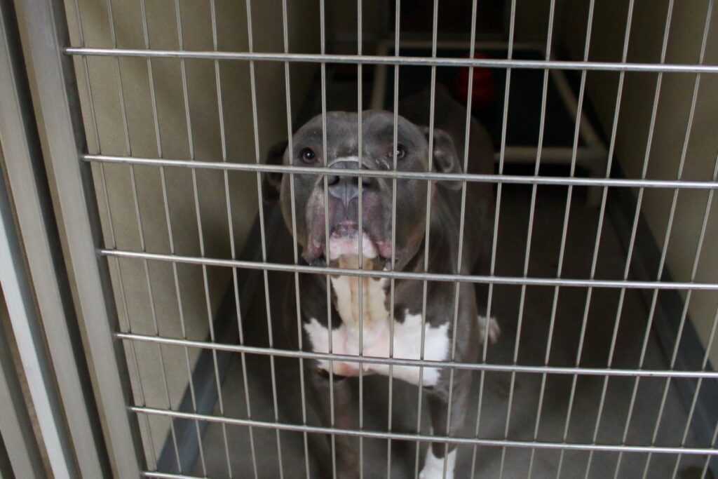 Where Are Pitbulls Banned?