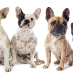 french bulldog size guide