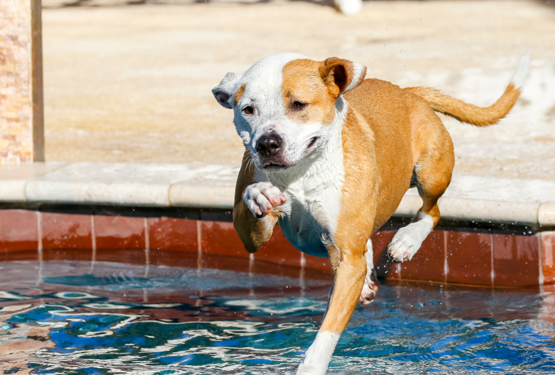pitbull jumping into water