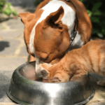 pitbull and kitten eating