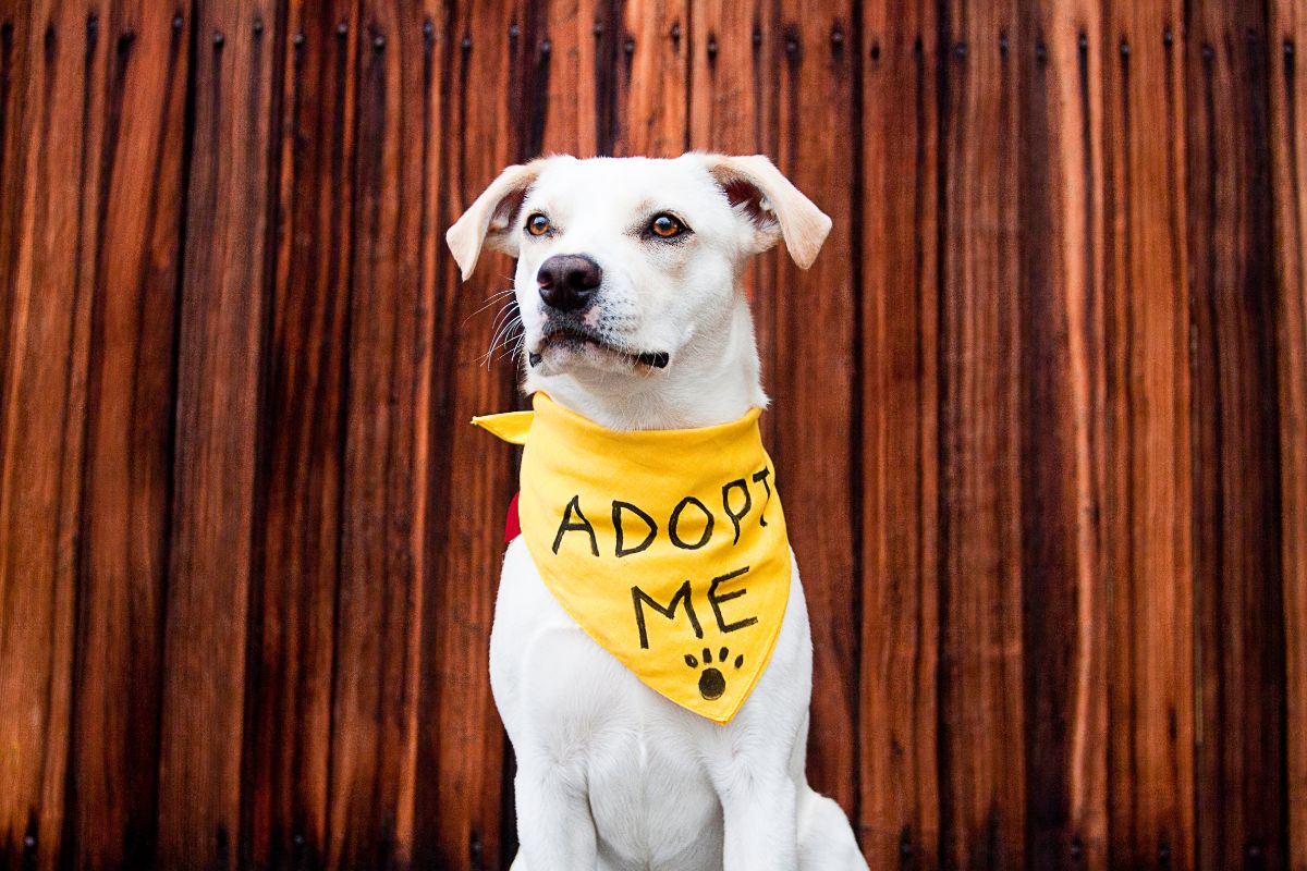 Adopting A Dog: Your Ultimate Guide