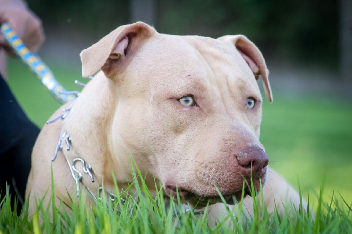 How Long Is A Pitbull Pregnant?