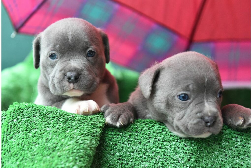 How Many Puppies Can A Pitbull Have?