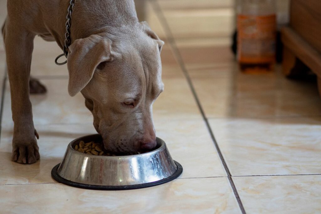 How Much Should A Pitbull Eat Per Day?