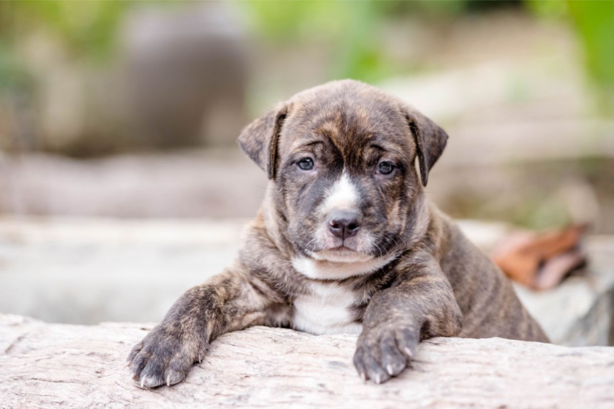 How To Identify A Pitbull Puppy