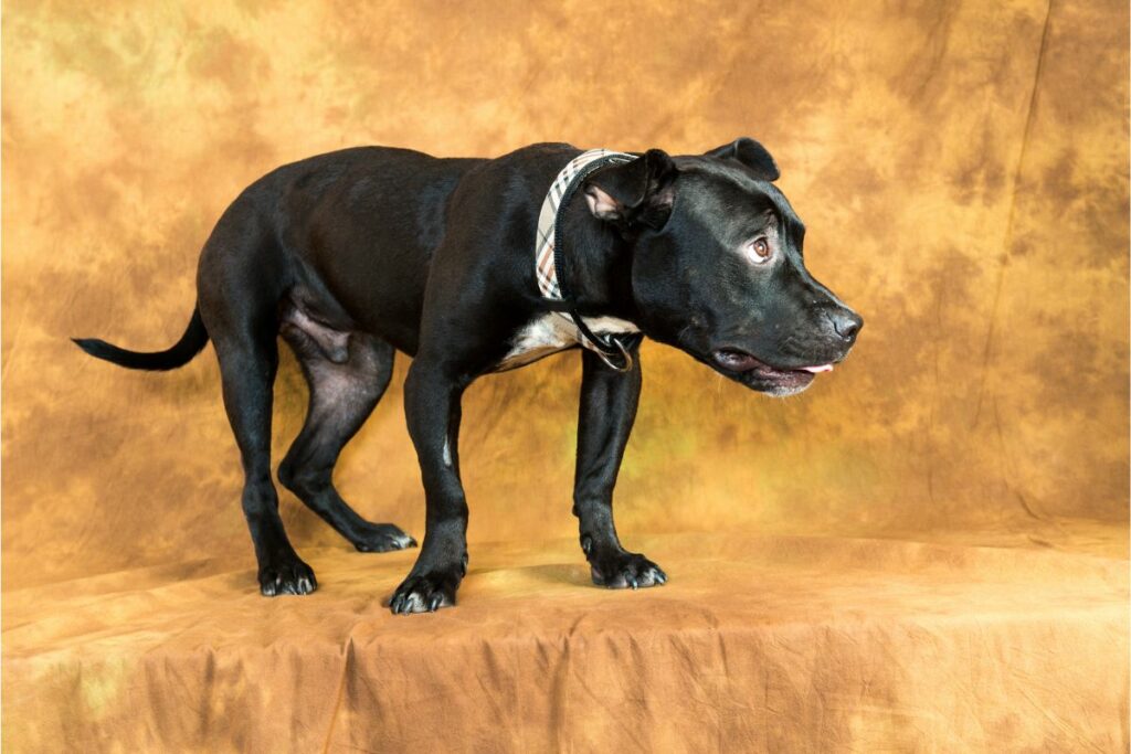 how-to-potty-train-a-pitbull-puppy-bullypaws