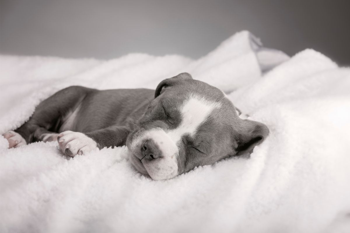 How To Raise A Pitbull Puppy