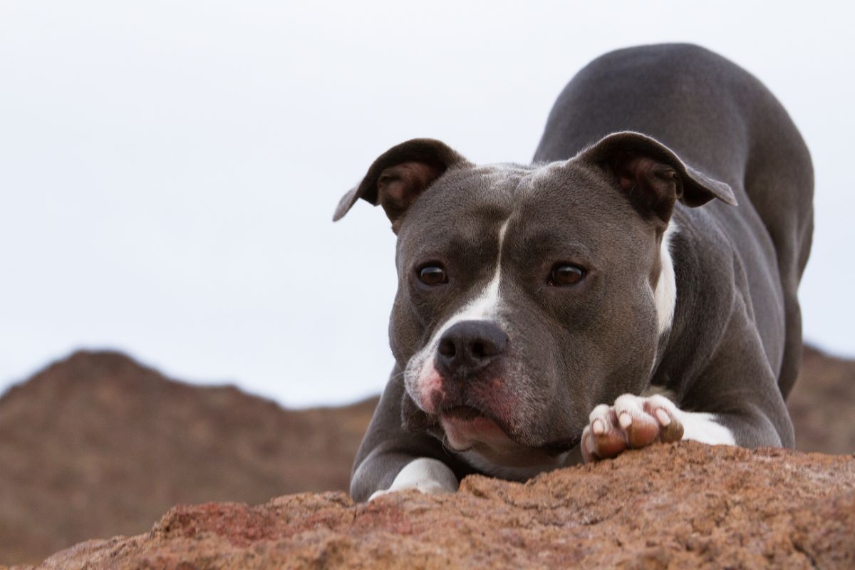 What Do Pitbulls Usually Die From