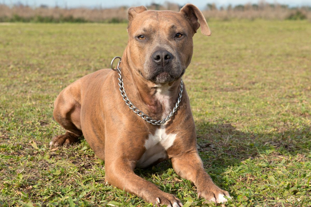 What Is A Staffordshire Terrier?
