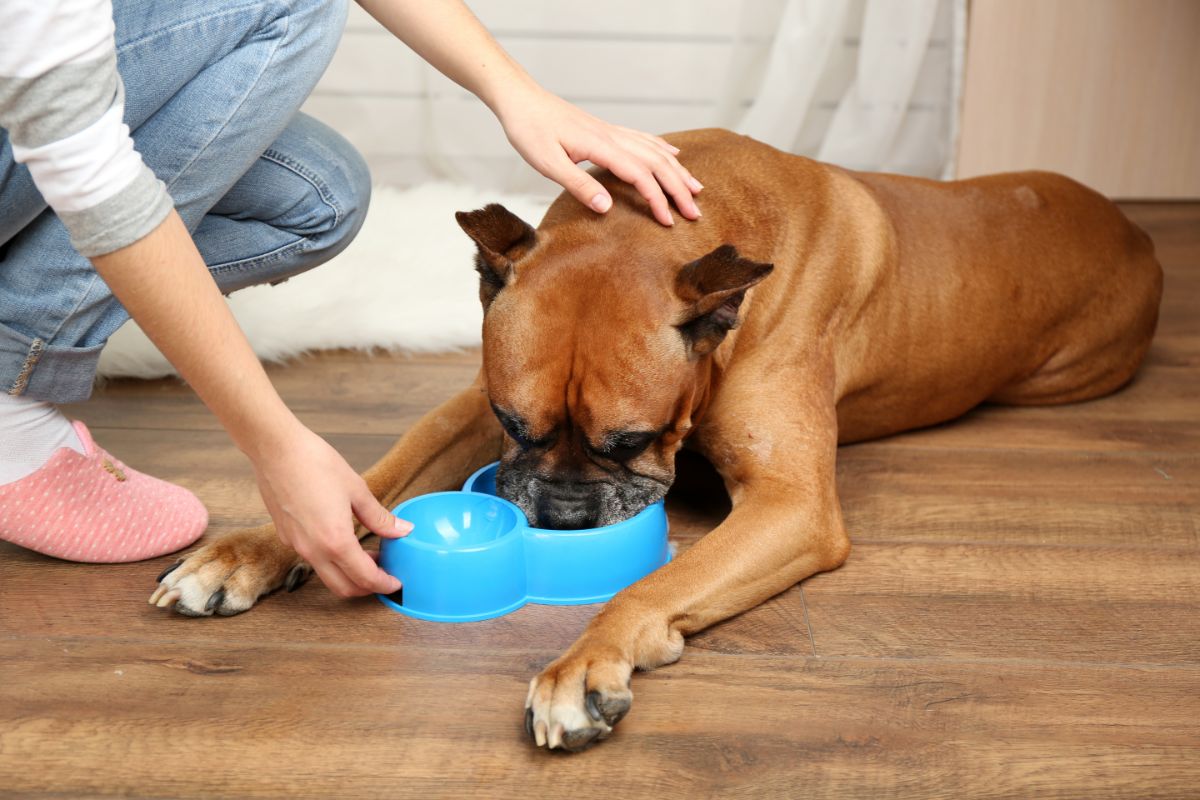 What Should You Do If Your Pitbull Is Underweight?