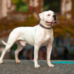 The American Bulldog Guide from A Vet's Perspective
