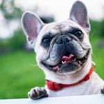 What Were French Bulldogs Bred For