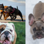 Bully Dog Breeds: Fun Facts and Myths Busted!