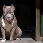 Pitbull Ear Cropping: Risks And Why You Shouldn’t Do It