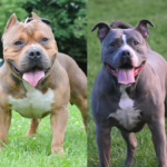 American Bully Vs. Pocket Bully | Choosing the Right Dog for Your Family 