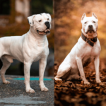 PitBull vs American Bulldog: An Experienced Vet's Comparison