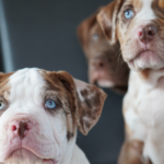 The Merle Bully: What You Need To Know | Unsuspecting Pet Owners