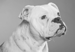 PitBull vs American Bulldog: An Experienced Vet's Comparison