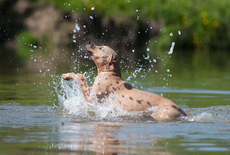 pitbull splashing