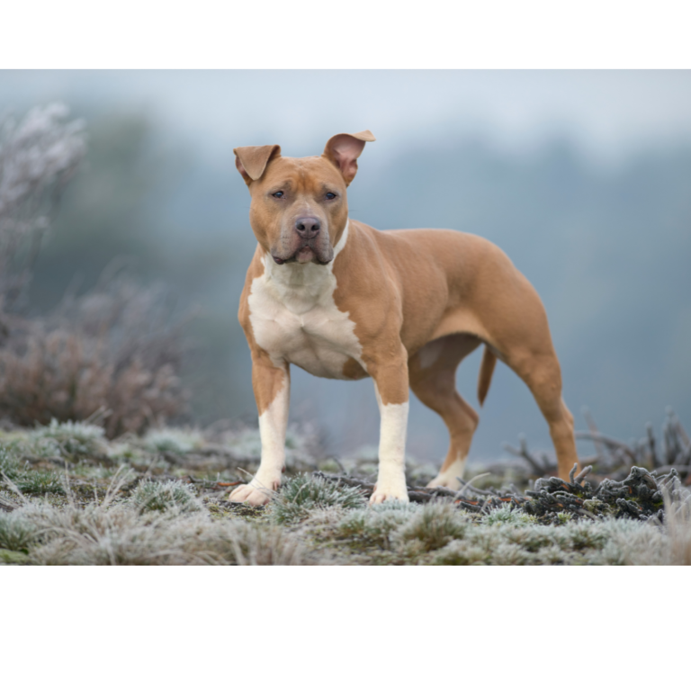 Everything You Need to Know About The Razor Edge Gotti Pitbull A Vet's Perspective